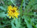 Dandilion Flower 